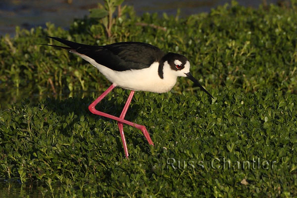 Black-necked Stilt © Russ Chantler